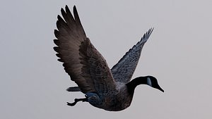 3D Canada goose