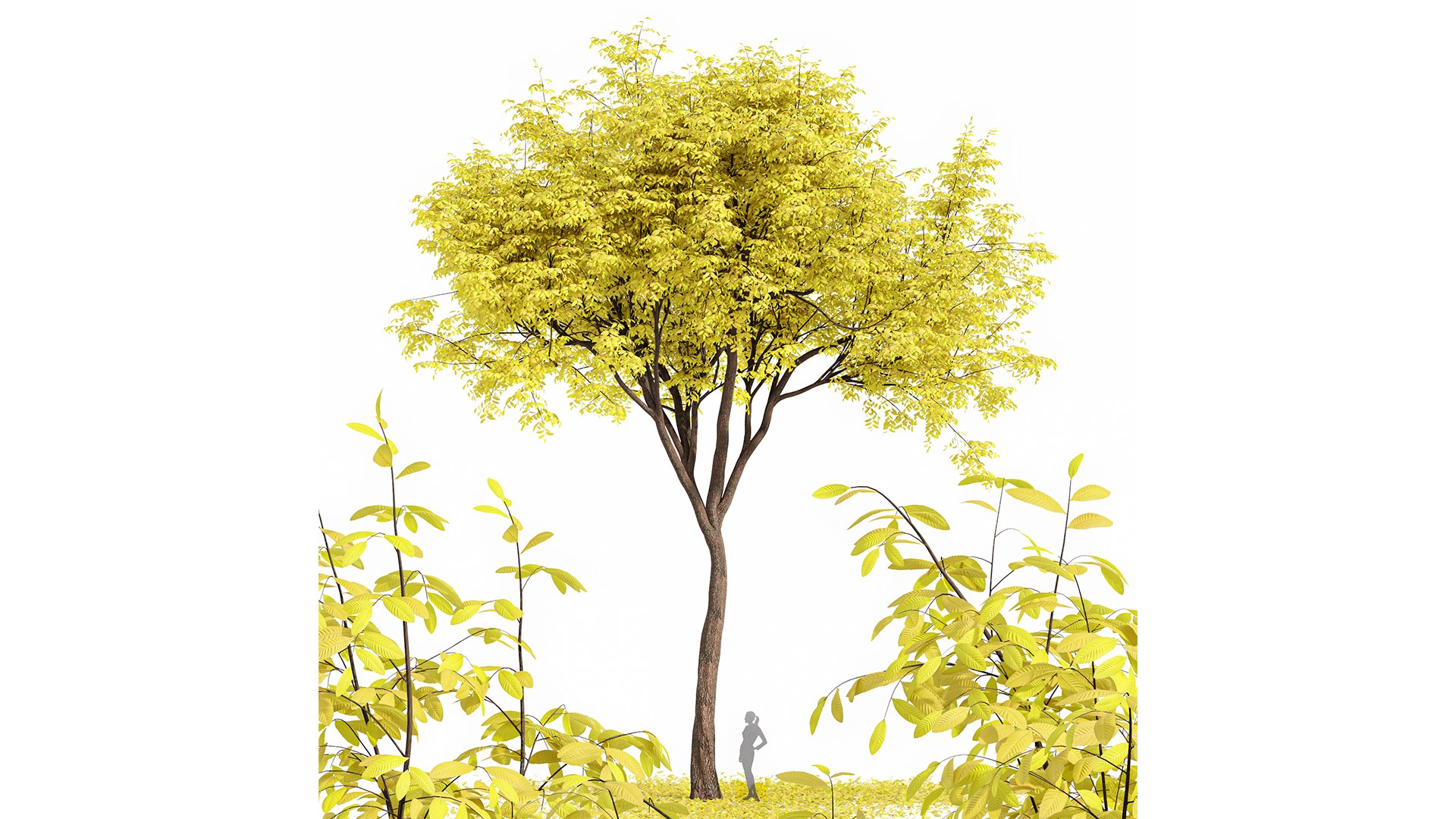 Real Tree Quercus Serrata Fall 3D Model - TurboSquid 2266365