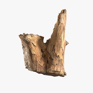 Tree Bark Scanned 3 StemCell