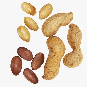 peanut nut pea model