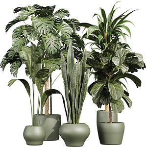 3D plant vol 913 - monstera - sansveria - fiddle - banana