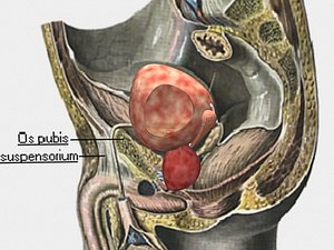 3ds max urinary bladder