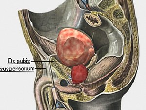 urinary bladder