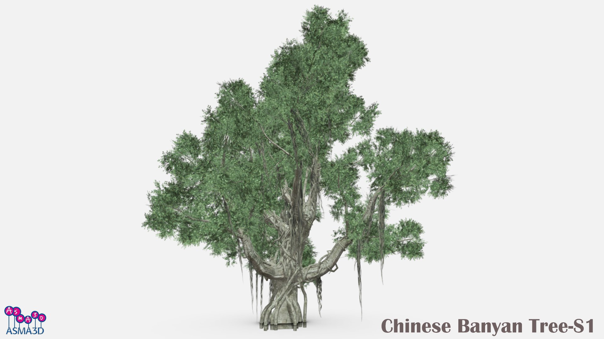 3D Model Chinese Banyan Tree Pack - TurboSquid 2203251