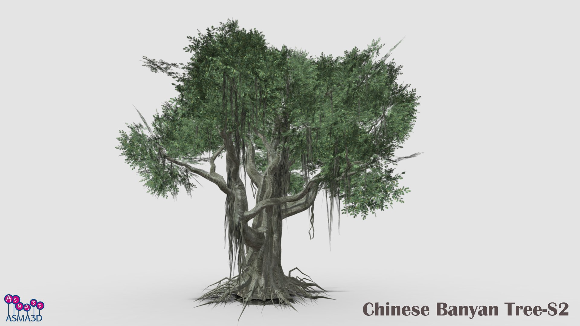 3D Model Chinese Banyan Tree Pack - TurboSquid 2203251