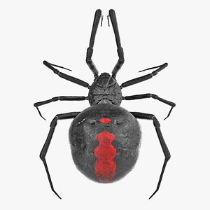 black widow spider rigged 3D model