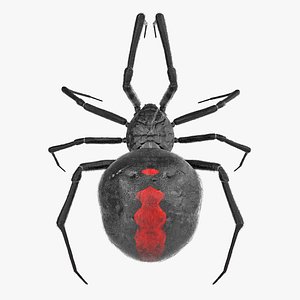 Black Widow Spider Rigged with Fur