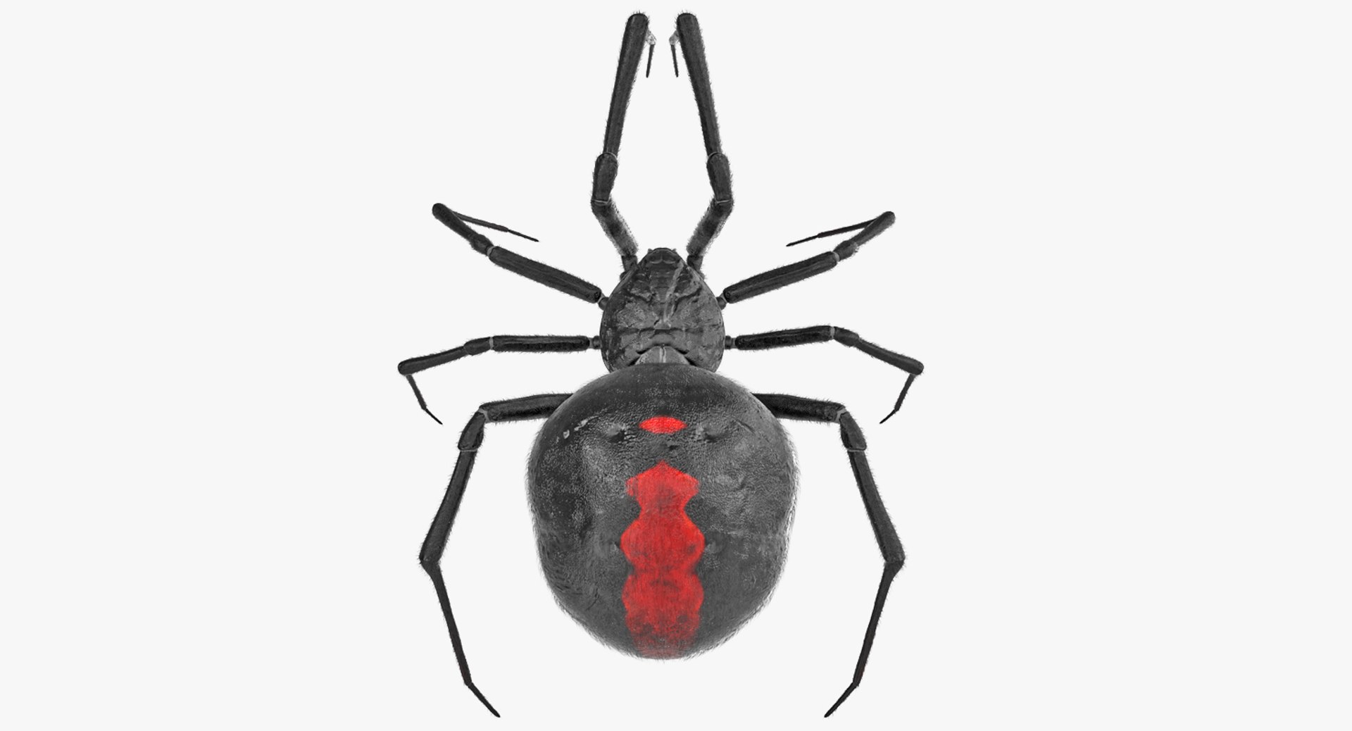 Black Widow Spider Rigged with Fur 3D model preview