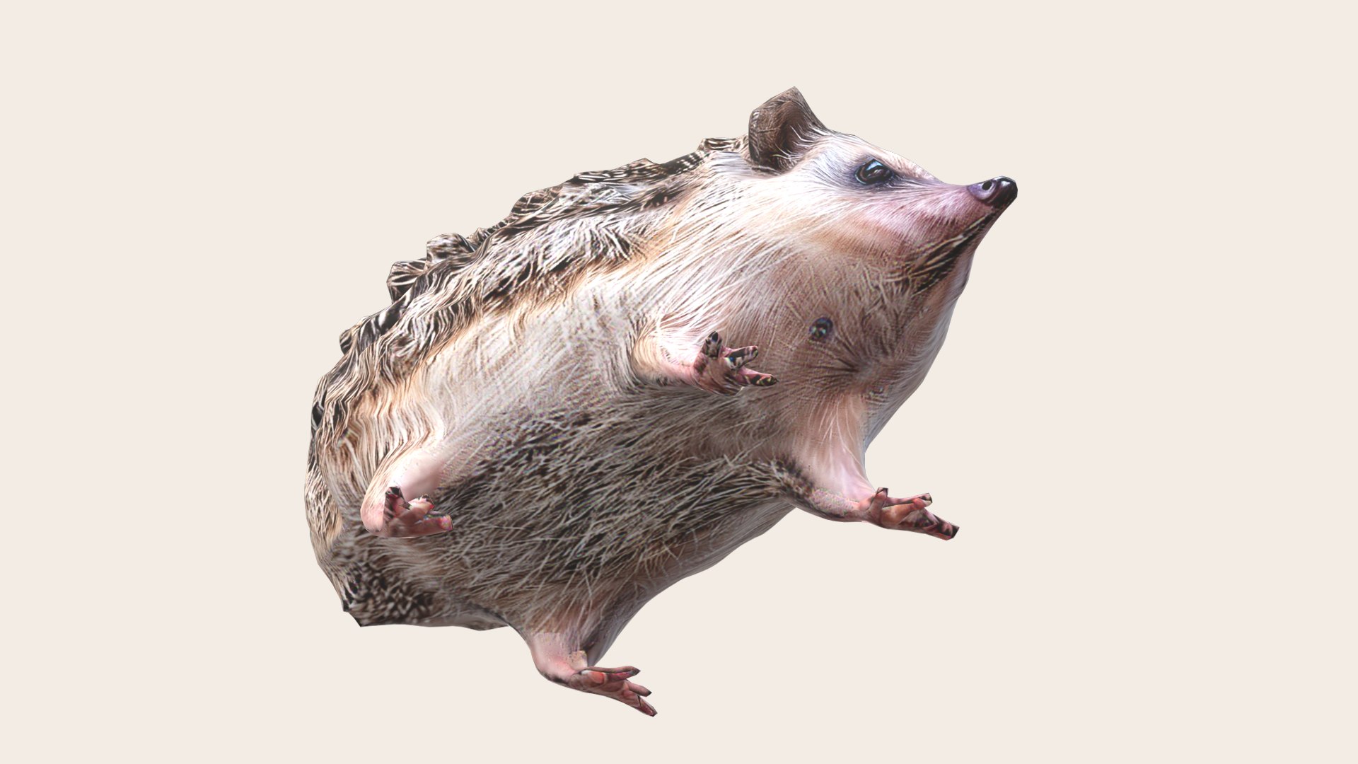 Hedgehog 3D Model - TurboSquid 2209980