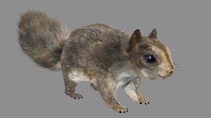 3d squirrel fur hair model