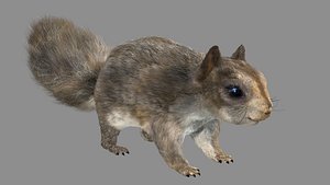 Squirrel (FUR)