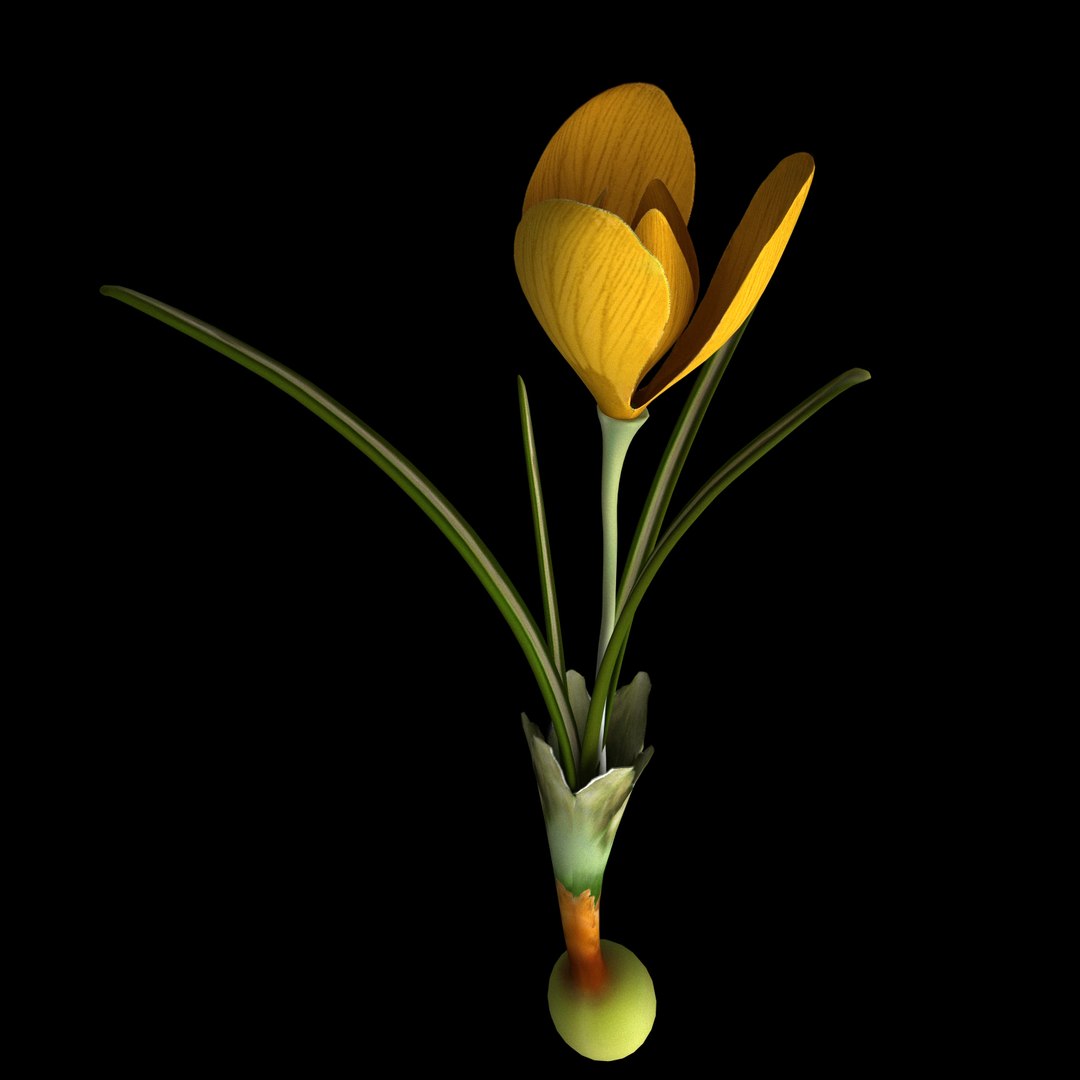 3D model flowers open animation https://p.turbosquid.com/ts-thumb/t2/mQigHP/6HpKDVLd/09/jpg/1594215941/1920x1080/fit_q87/824d25300cf88bff8f986be786868f0fe7e3b574/09.jpg