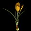 Crocus Olivieri