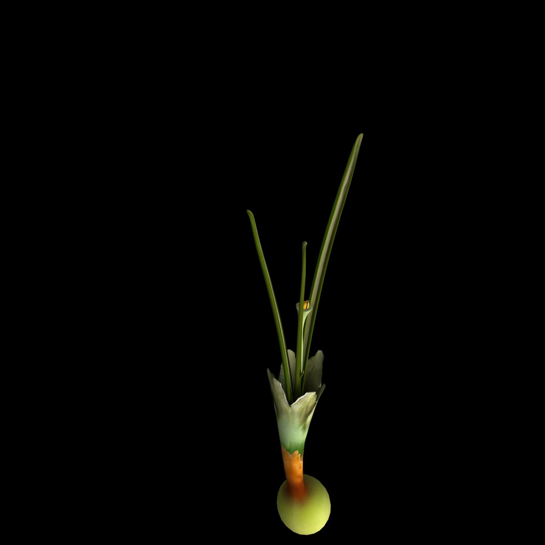 3D model flowers open animation https://p.turbosquid.com/ts-thumb/t2/mQigHP/AW6FYfww/07/jpg/1594215941/1920x1080/fit_q87/e56cf20407b6b8264e00c2da46de93490423d41f/07.jpg