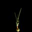Crocus Olivieri