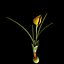 Crocus Olivieri