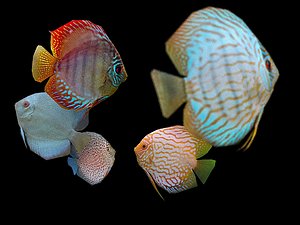Discus Fish Bundle Low Poly