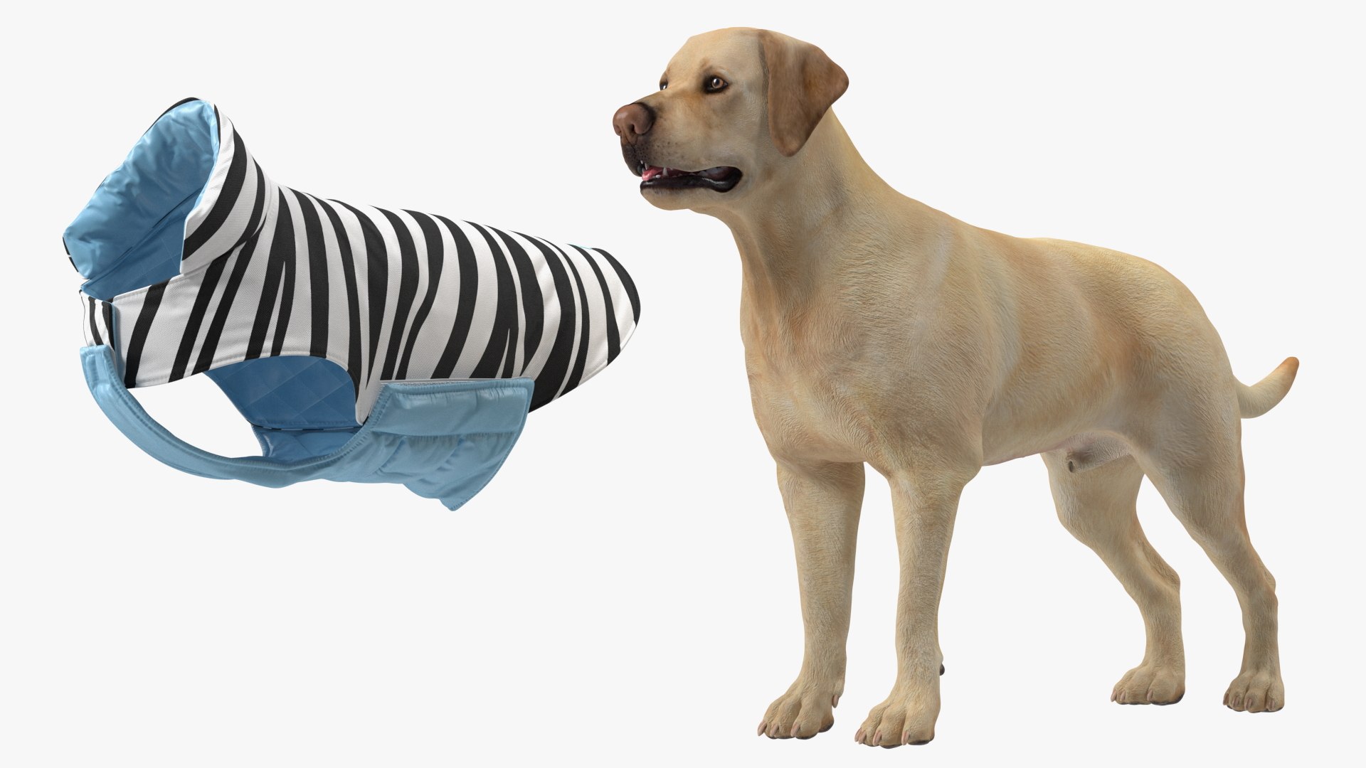 Labrador Wearing Zebra Coat 3D model https://p.turbosquid.com/ts-thumb/t3/6DrX9B/23/labradorwearingzebracoat3dmodel016/jpg/1678701421/1920x1080/fit_q87/ee2030fd4c3140da6c578184ad28fd93b7afb0db/labradorwearingzebracoat3dmodel016.jpg