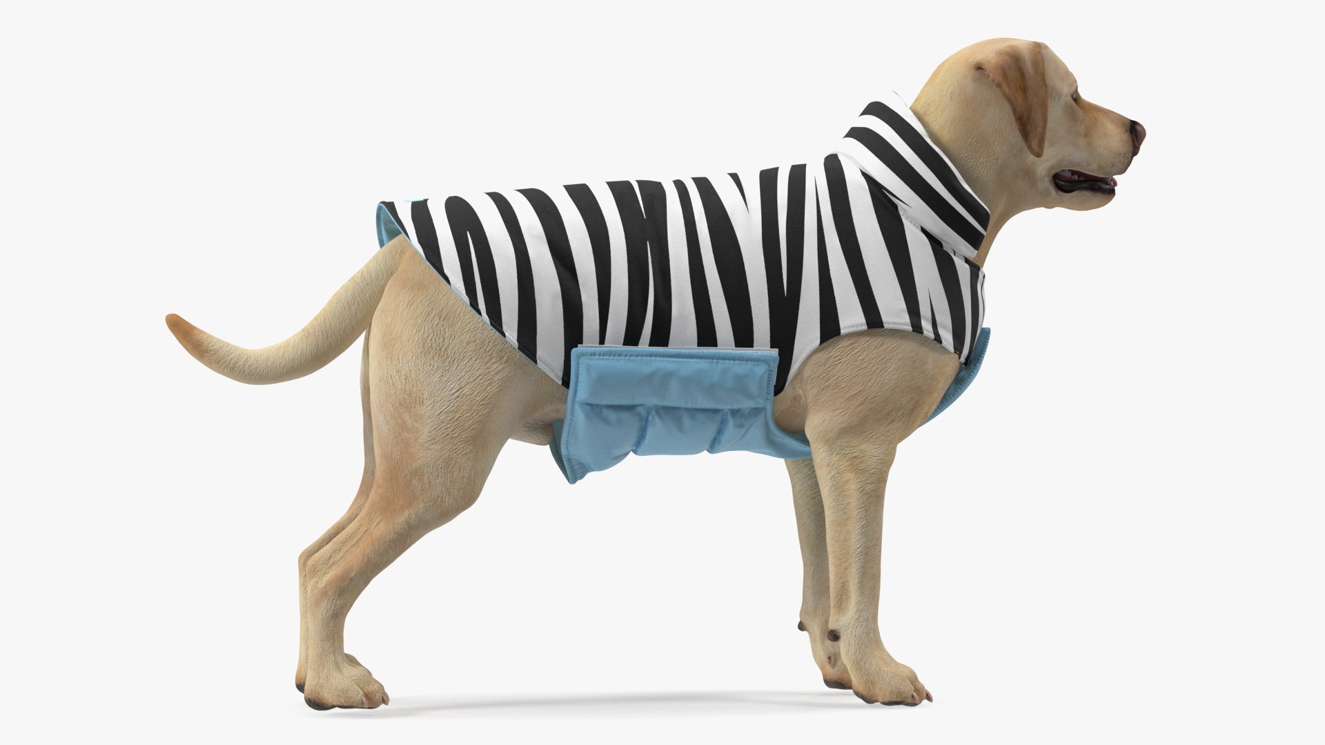Labrador Wearing Zebra Coat 3D model https://p.turbosquid.com/ts-thumb/t3/6DrX9B/3b/labradorwearingzebracoat3dmodel006/jpg/1678701391/1920x1080/fit_q87/7c79a932d3f71bc4f515d5d6e18d43c3f17290bb/labradorwearingzebracoat3dmodel006.jpg