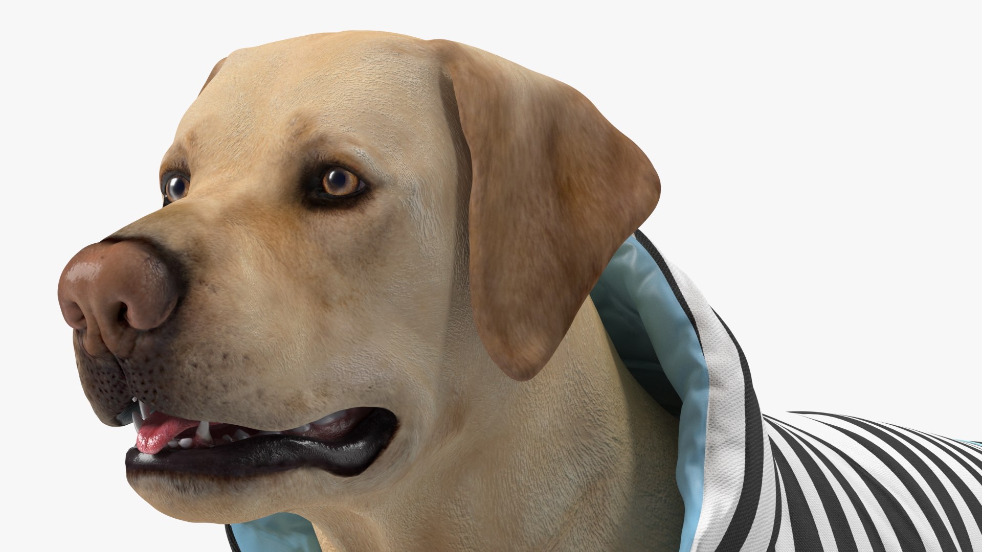 Labrador Wearing Zebra Coat 3D model https://p.turbosquid.com/ts-thumb/t3/6DrX9B/59/labradorwearingzebracoat3dmodel012/jpg/1678701409/1920x1080/fit_q87/0a0e0a6fea4b90078cb276a5c37359124e2d32d4/labradorwearingzebracoat3dmodel012.jpg