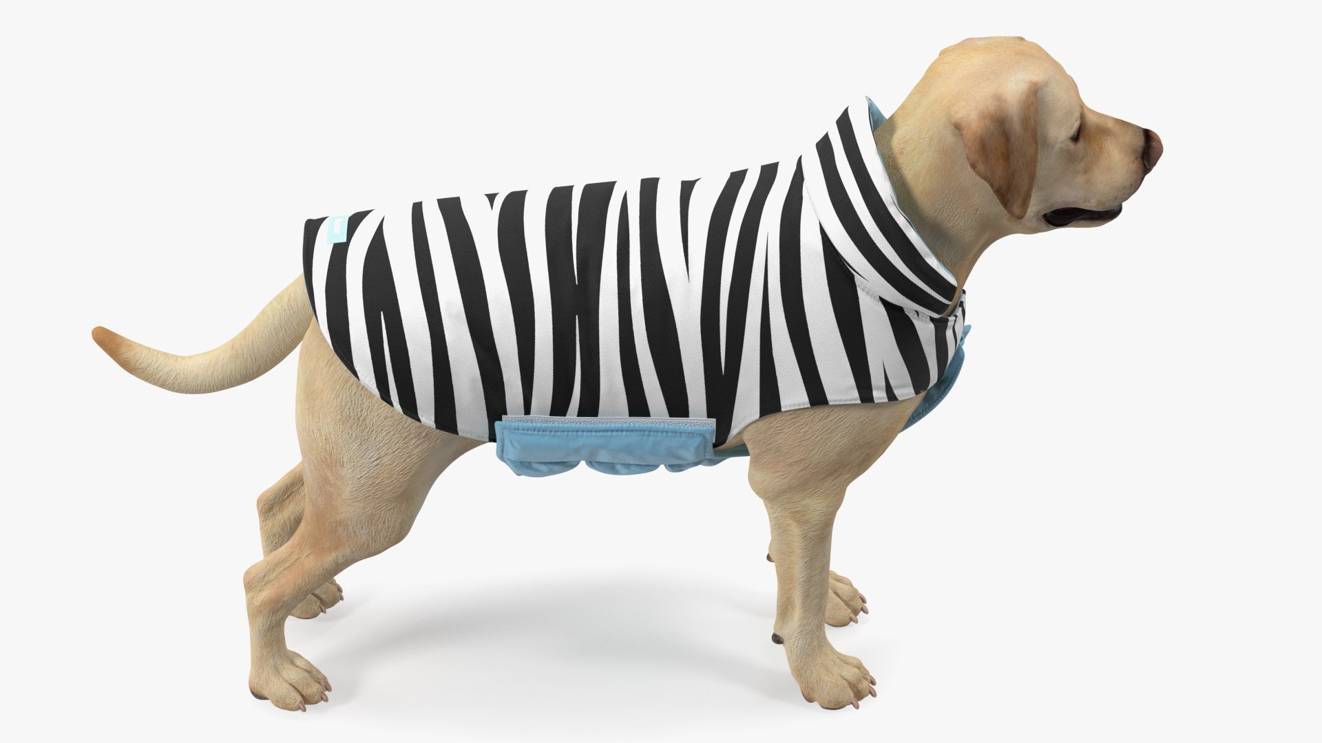 Labrador Wearing Zebra Coat 3D model https://p.turbosquid.com/ts-thumb/t3/6DrX9B/5F/labradorwearingzebracoat3dmodel008/jpg/1678701397/1920x1080/fit_q87/94a6b9ae615fd4345849935fdf97e577190d0a1d/labradorwearingzebracoat3dmodel008.jpg