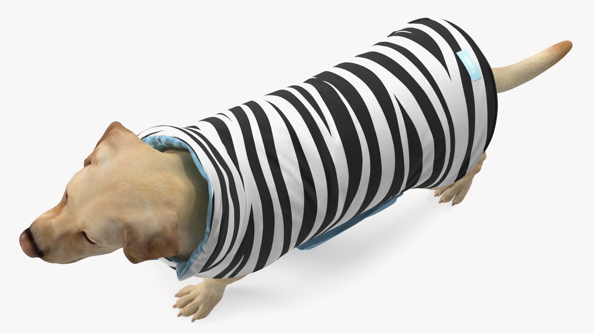 Labrador Wearing Zebra Coat 3D model https://p.turbosquid.com/ts-thumb/t3/6DrX9B/Ce/labradorwearingzebracoat3dmodel010/jpg/1678701403/1920x1080/fit_q87/2dedc8172f3694c027101edadc12e28a2a0587bf/labradorwearingzebracoat3dmodel010.jpg