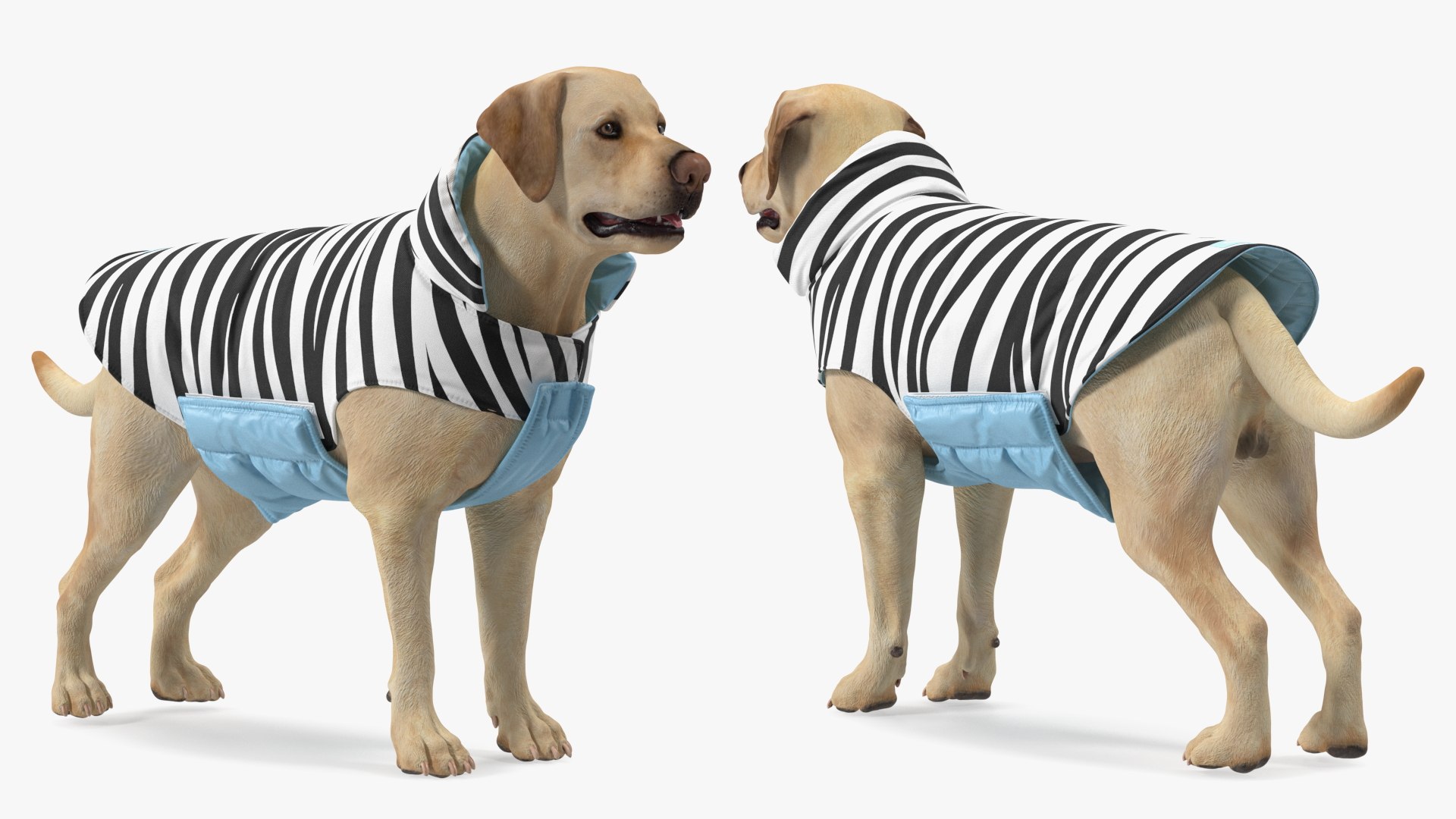 Labrador Wearing Zebra Coat 3D model https://p.turbosquid.com/ts-thumb/t3/6DrX9B/LF/labradorwearingzebracoat3dmodel007/jpg/1678701394/1920x1080/fit_q87/723e00386daa194d9872b529800e79f5d93f176d/labradorwearingzebracoat3dmodel007.jpg
