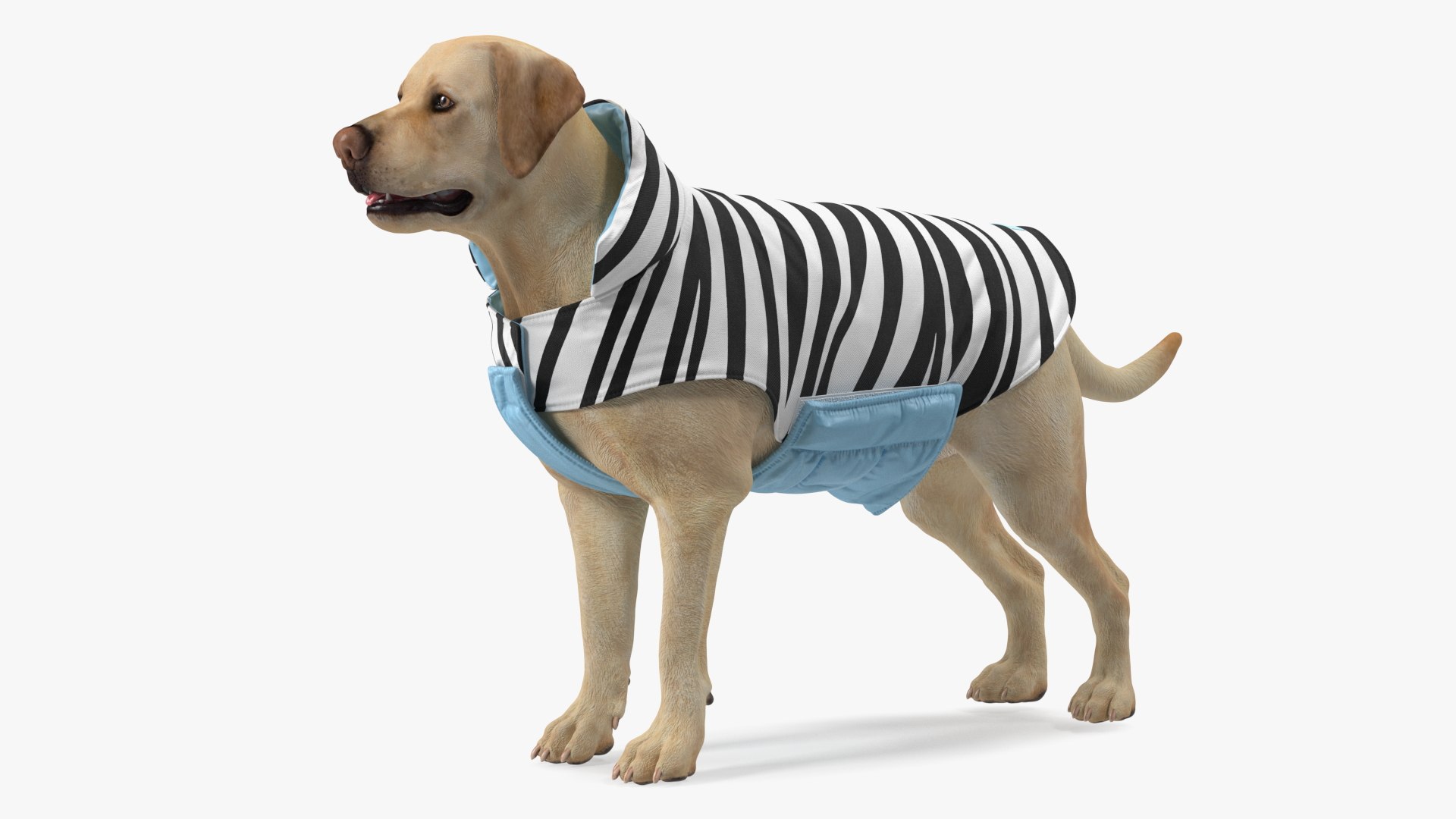 Labrador Wearing Zebra Coat 3D model https://p.turbosquid.com/ts-thumb/t3/6DrX9B/RI/labradorwearingzebracoat3dmodel001/jpg/1678701098/1920x1080/fit_q87/7a4d7a7b8c2ebe593b2a9f9f411545dceb4f68ba/labradorwearingzebracoat3dmodel001.jpg