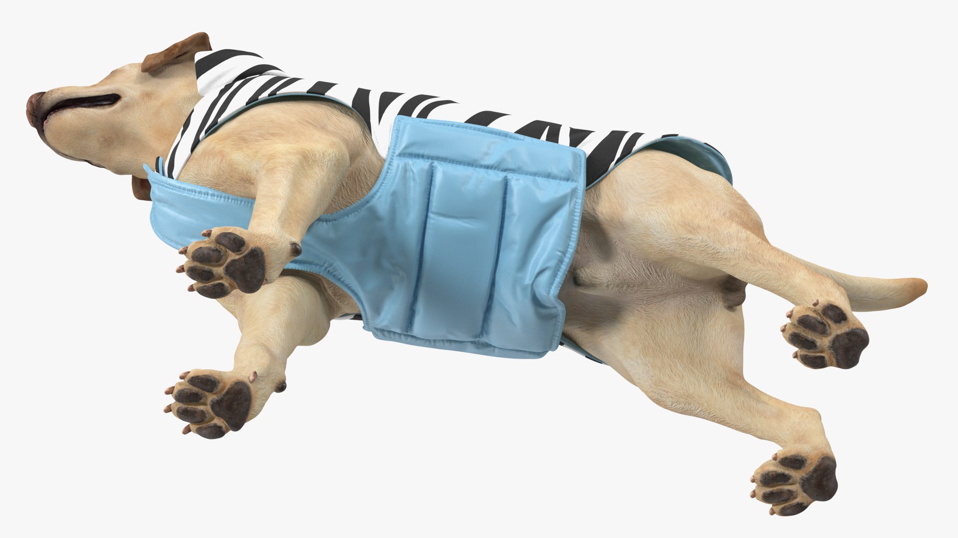 Labrador Wearing Zebra Coat 3D model https://p.turbosquid.com/ts-thumb/t3/6DrX9B/Uv/labradorwearingzebracoat3dmodel011/jpg/1678701406/1920x1080/fit_q87/ad8979552e3984e94d755b98584bf1e6aec36515/labradorwearingzebracoat3dmodel011.jpg