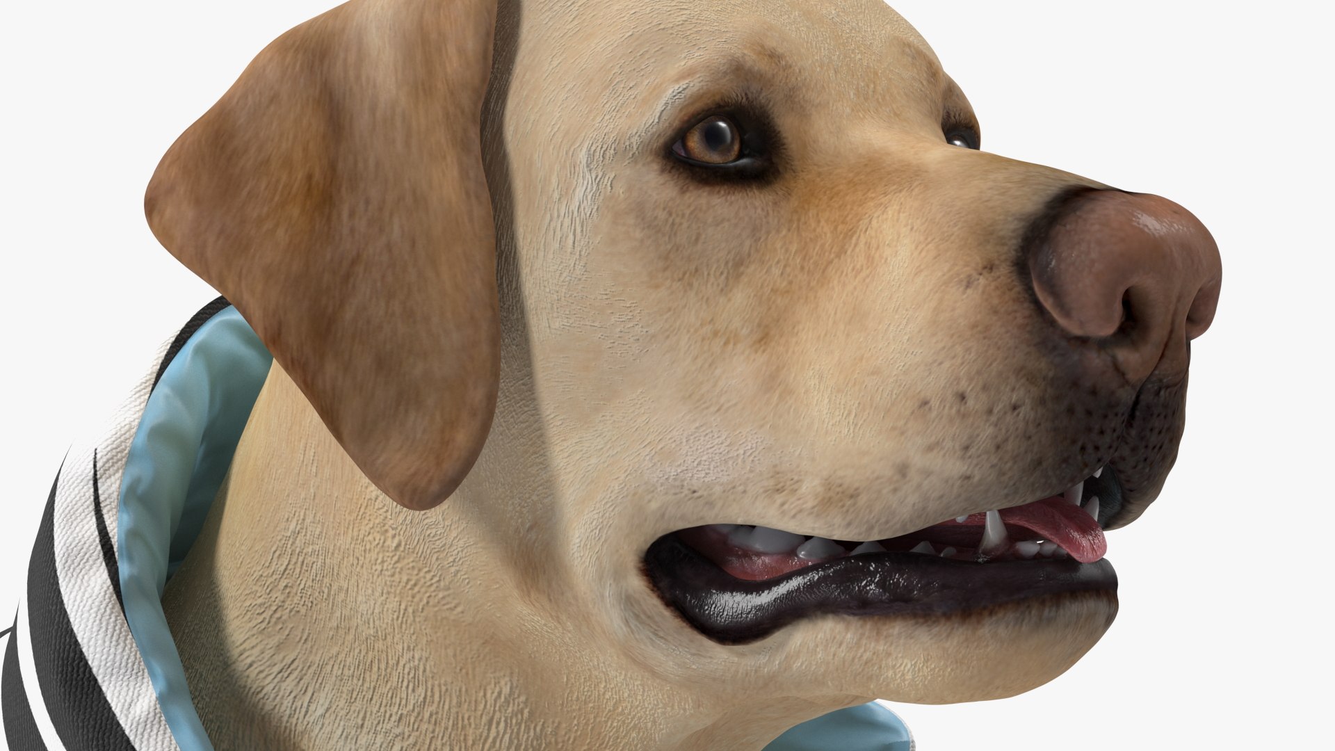 Labrador Wearing Zebra Coat 3D model https://p.turbosquid.com/ts-thumb/t3/6DrX9B/d3/labradorwearingzebracoat3dmodel013/jpg/1678701412/1920x1080/fit_q87/9d66ba542ffde801afe11cbdfaca9015e8b78f97/labradorwearingzebracoat3dmodel013.jpg