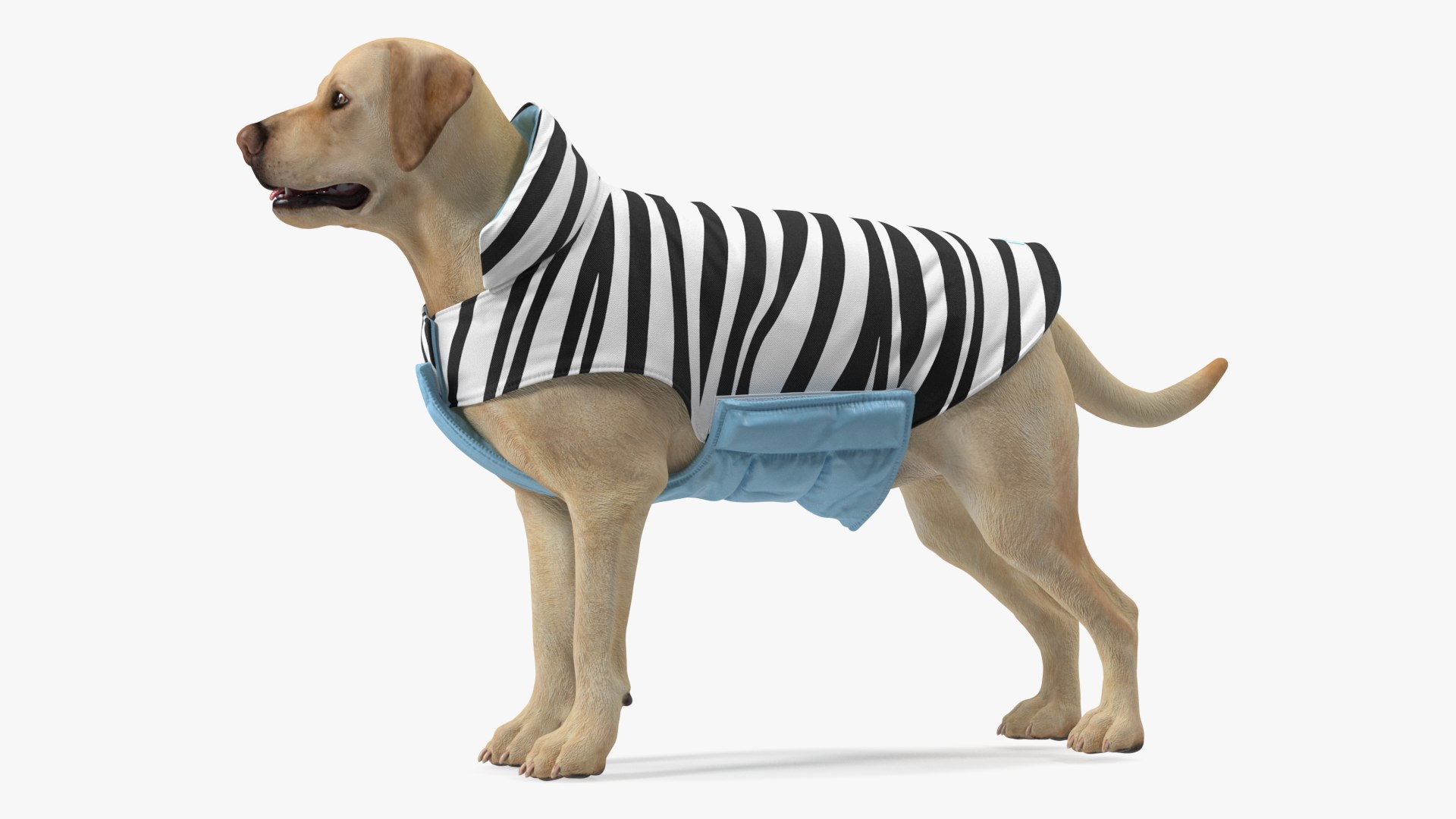Labrador Wearing Zebra Coat 3D model https://p.turbosquid.com/ts-thumb/t3/6DrX9B/hJ/labradorwearingzebracoat3dmodel005/jpg/1678701388/1920x1080/fit_q87/2e196e52bbbc2c5a35b5fa7c6fdaec82ff7bc906/labradorwearingzebracoat3dmodel005.jpg