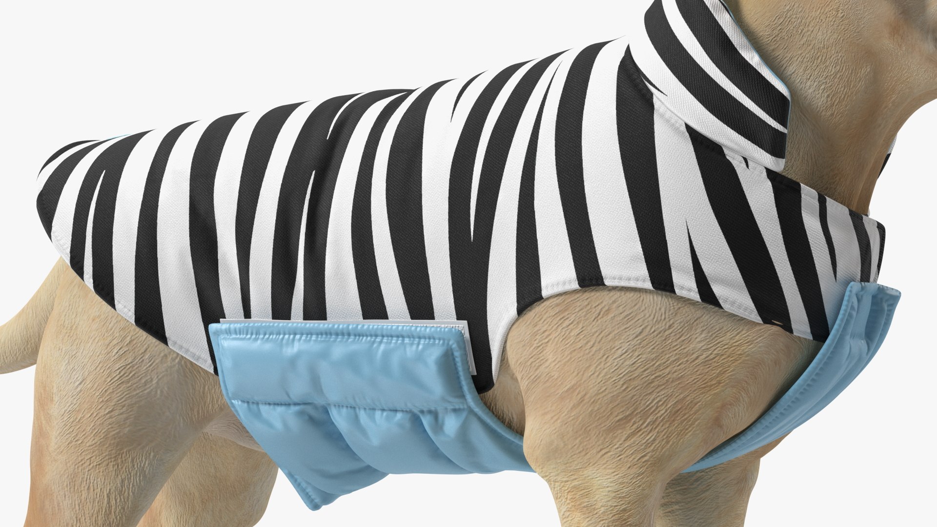 Labrador Wearing Zebra Coat 3D model https://p.turbosquid.com/ts-thumb/t3/6DrX9B/ii/labradorwearingzebracoat3dmodel009/jpg/1678701400/1920x1080/fit_q87/dada89af5ba8abfc6c85e22990fc1c95ddd0ec8d/labradorwearingzebracoat3dmodel009.jpg