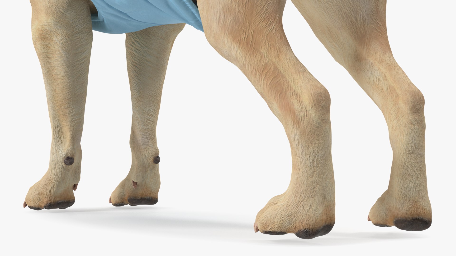 Labrador Wearing Zebra Coat 3D model https://p.turbosquid.com/ts-thumb/t3/6DrX9B/pq/labradorwearingzebracoat3dmodel014/jpg/1678701415/1920x1080/fit_q87/872f656819e14be929c83a946f18c270ef4443eb/labradorwearingzebracoat3dmodel014.jpg