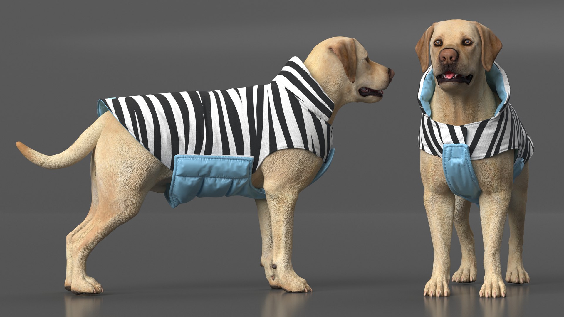 Labrador Wearing Zebra Coat 3D model https://p.turbosquid.com/ts-thumb/t3/6DrX9B/rv/labradorwearingzebracoat3dmodel004/jpg/1678701386/1920x1080/fit_q87/ed1cefb212582e60ea0f57d680e270811a6477c2/labradorwearingzebracoat3dmodel004.jpg