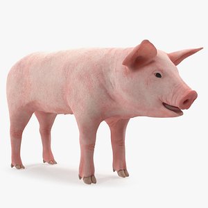 Pig Piglet Landrace 3D Model