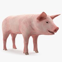 Pig Piglet Landrace 3D Model