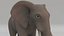 Elephant ANIMATED model