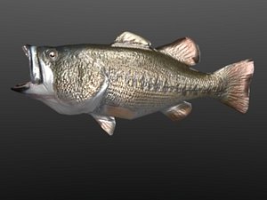 bass fish.3ds