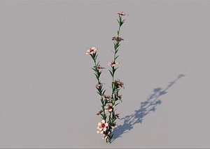 atkinsiana flower 3D model