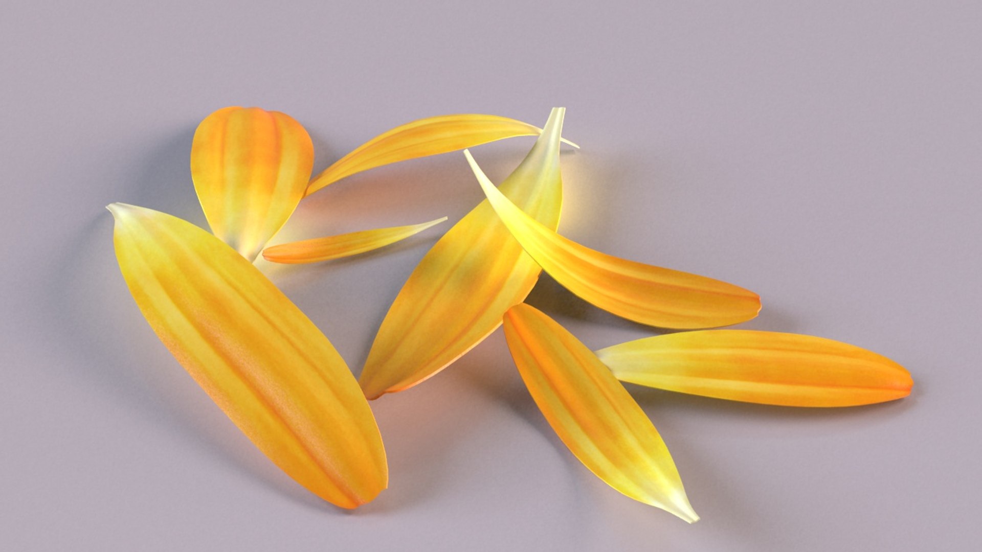 3D calendula petals model https://p.turbosquid.com/ts-thumb/t3/UMRavF/UGRRD7Do/2/jpg/1597653073/1920x1080/fit_q87/52ccf49c97f5ccca2d0c1d17d16d4bc7e3d3fc0d/2.jpg