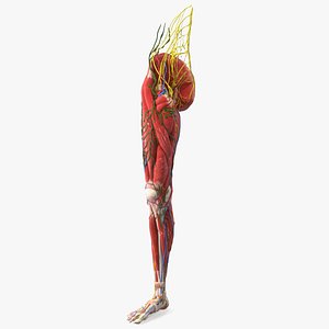 3D model Girl Leg Anatomy