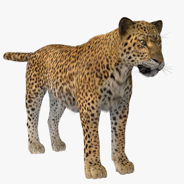 3D model vary tiger fur