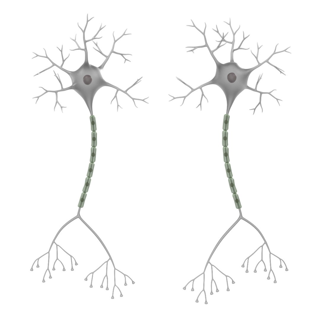 3d neuron https://p.turbosquid.com/ts-thumb/t3/bMOXHh/9jRNoQIM/neuronb/jpg/1443705211/1920x1080/fit_q87/d3f80d4eec2361324854aacdc5ad8826a62bec7f/neuronb.jpg