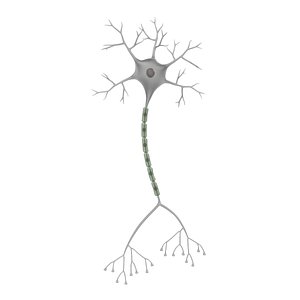 Neuron Multiformat