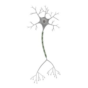 Neuron Multiformat