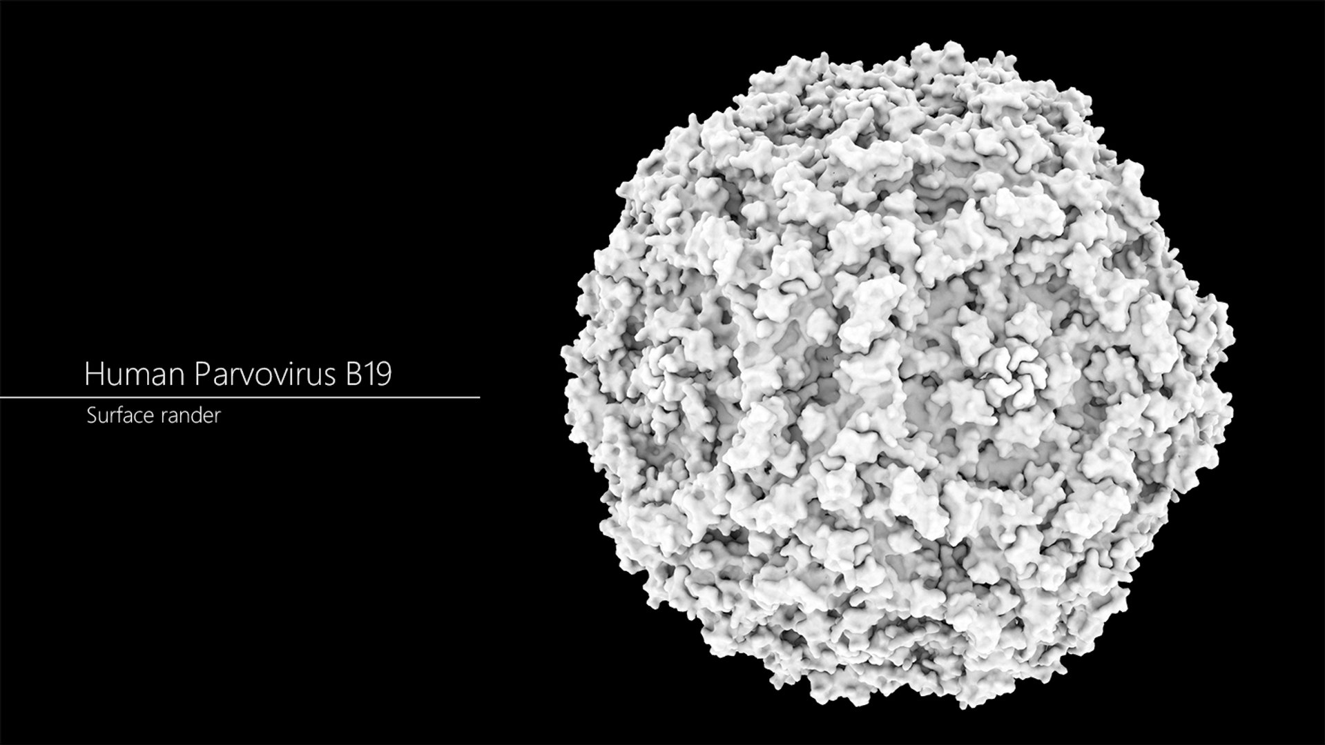 Human Parvovirus B19 Capsid 3D Model - TurboSquid 1361093