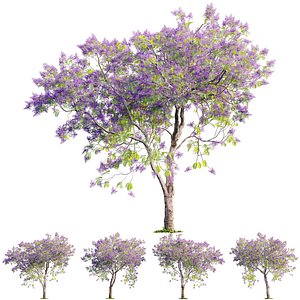 Jacaranda mimosifolia - Blue jacaranda 03 SpeedTree 3D