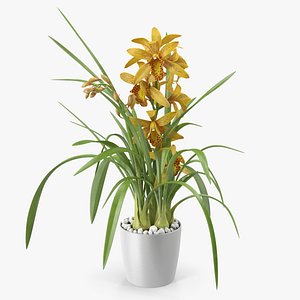 Yellow Orchid Flower Pot Fur 3D model