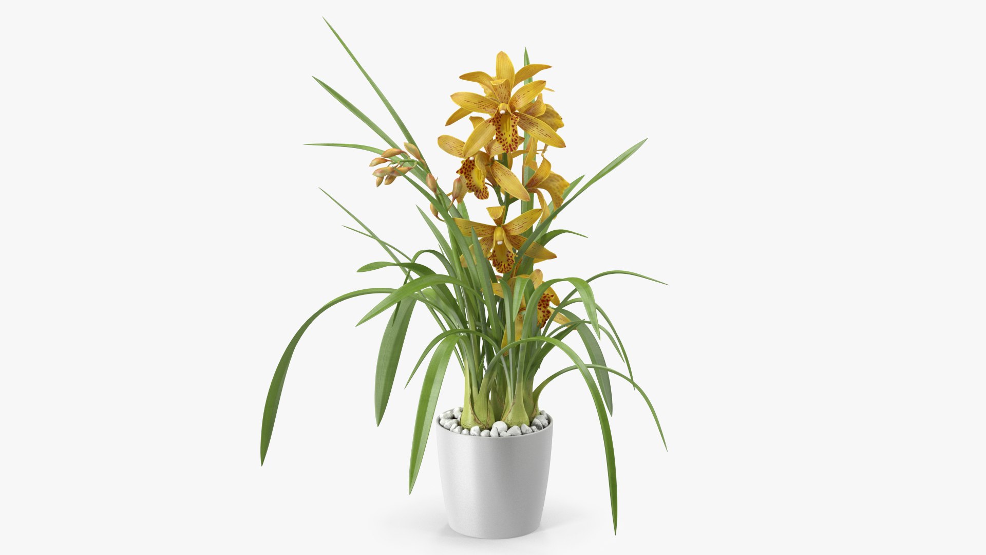 Yellow Orchid Flower Pot Fur 3D model preview