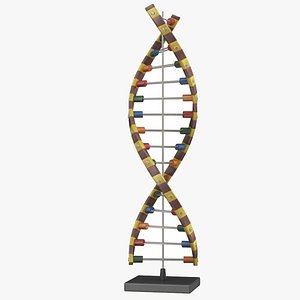 3D Education DNA Model
